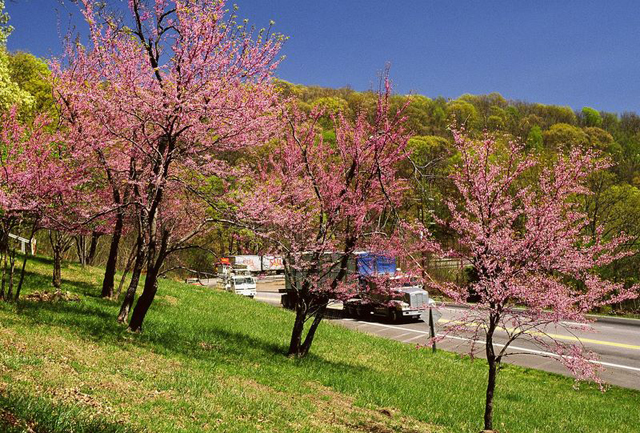hwy__71__crawford_co__redbuds