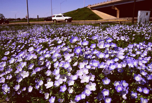 slide10__conway__blue_fowers
