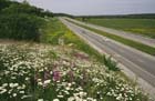 hwy__412__benton_county_spring_wildflowers