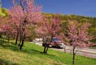 hwy__71__crawford_co__redbuds