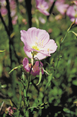 Wildflower photograph