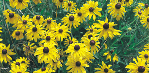 Black-eyed Susan