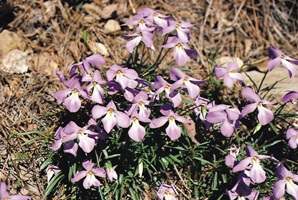 Bird's Foot Violet (Viola pedata)